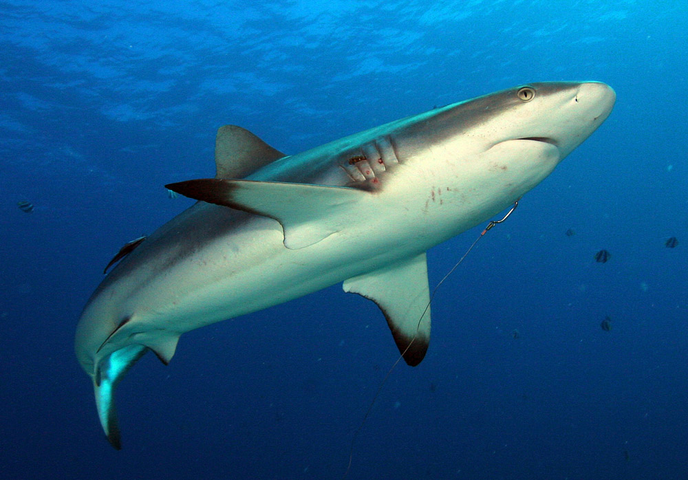 Carcharhinus amblyrhynchos (Squalo grigio del reef)